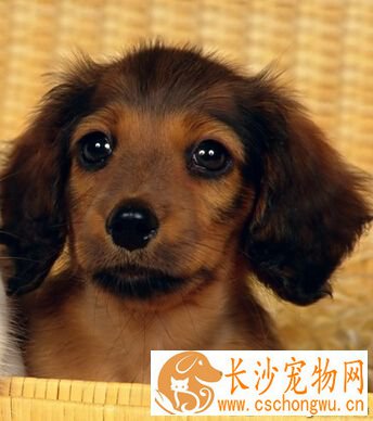 狗狗抽搐吃什么药 最好到医院进行诊治