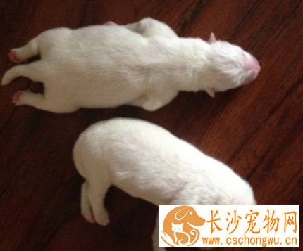 刚出生的小狗吐血 吐血严重要及时就医