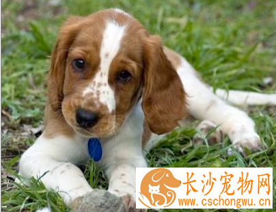 小狗上吐下泻   小狗上吐下泻的具体原因