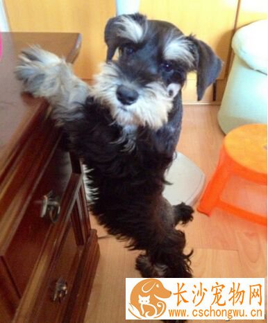 狗狗吐吃什么 可以吃点里面加肉末的稀粥