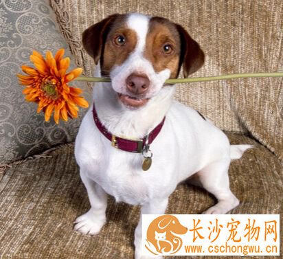  狗狗吃什么吐什么 给狗狗适量运动