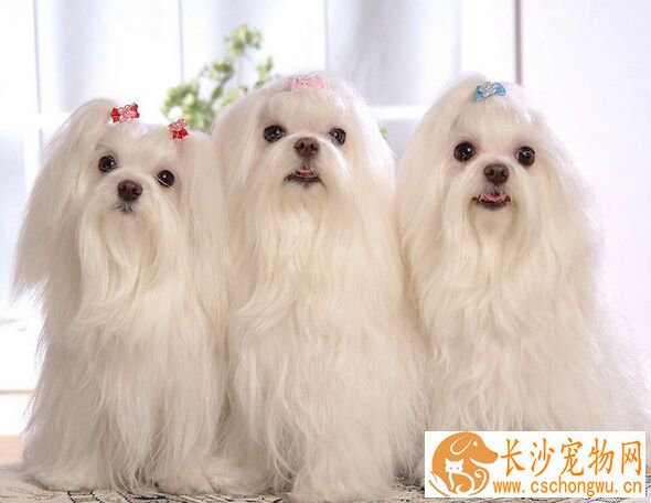 狗狗吐吃什么药 紧急处理：藿香正气液