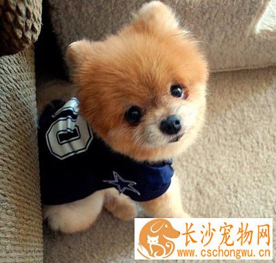 狗每天五点多就吐  大多是消化不良引起