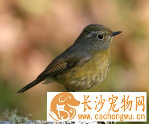 画眉感冒及肺炎的诊治