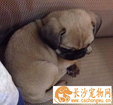 狗狗打喷嚏 可能是闻到了有刺激性的食物