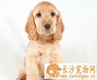 犬冠状病毒 此病少发并不等于不会发生