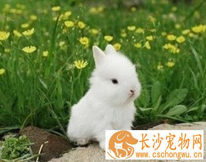 兔子拉稀 天气原因天气骤变或者低温着凉
