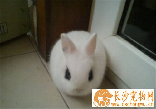 海棠兔拉稀吃什么药 搞清原因对症下药