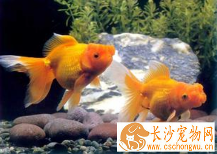 春季如何养好金鱼 注意水质与饲饵的管理