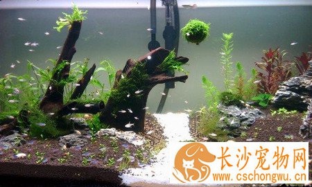 怎么样用鱼缸养鱼 做好预防疾病准备