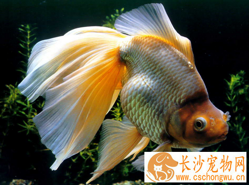 怎样饲养金鱼 金鱼属于杂食性鱼类