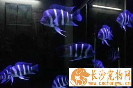 萨伊蓝六间鱼怎么养 该鱼抗病能力强
