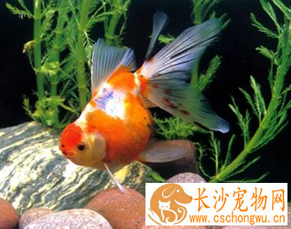 金鱼立鳞病怎么治 最好是隔离治疗