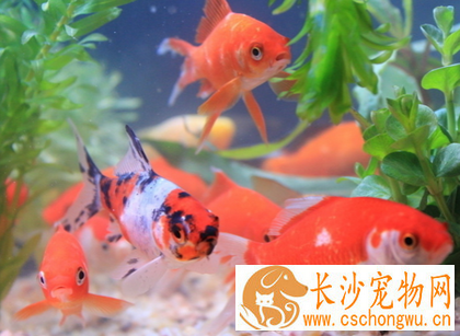 金鱼沉底不动怎么办 忌喂不洁的食物