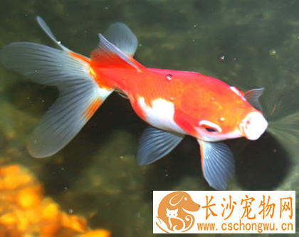 金鱼白点病怎么治疗 加强饲养管理很重要