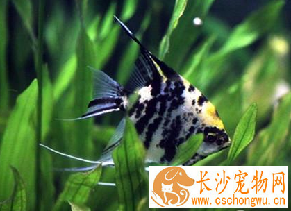 埃及神仙鱼怎么养 要做好疾病预防工作