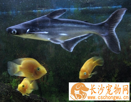 虎鲨观赏鱼怎么养 做好疾病的预防工作