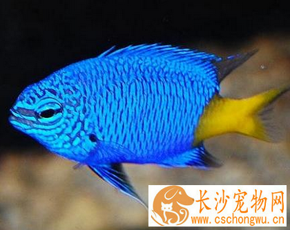 鱼得了竖鳞病怎么办 一般通过药物治疗