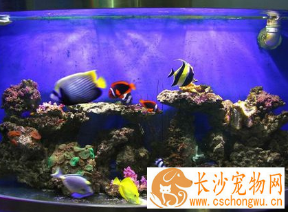 鱼出血病怎么治疗 充分照射阳光