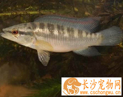 茅尖鱼的疾病怎么预防 保证饲料质量