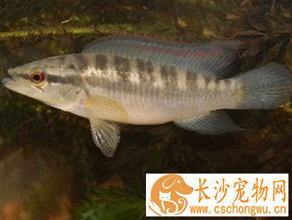 茅尖鱼常见疾病及治疗 建议隔离治疗