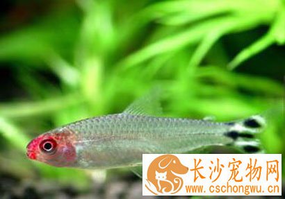 血翅鱼疾病怎么预防 饵料的控制和消毒