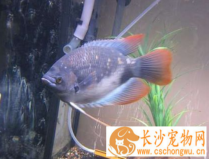 招财鱼白点病怎么治 和水温有极大关系