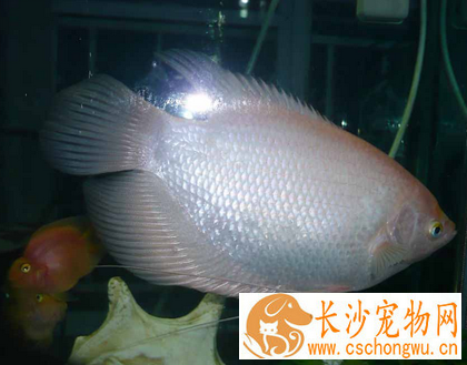 招财鱼皮肤病怎么治 可以选择药物治疗