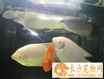 招财鱼红斑病怎么治 通过药物治疗