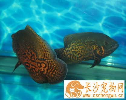 地图鱼白点病怎么治 早发现早治疗