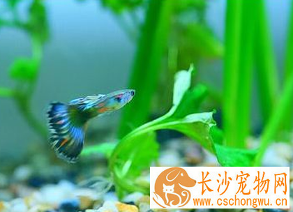 孔雀鱼针尾病怎么治疗 要掌握正确的方法