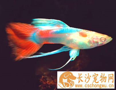 孔雀鱼白点病怎么治 最好能及时救治