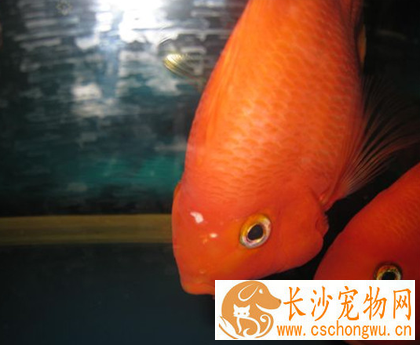 鹦鹉鱼头洞病怎么治 该病因水质差引起