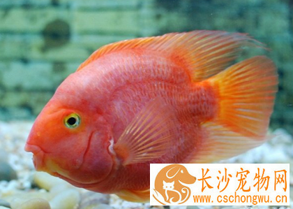 鹦鹉鱼腹水病怎么治疗 要管理好水质