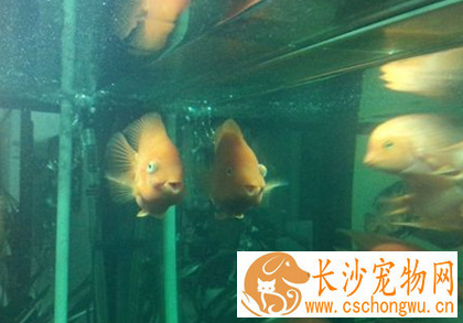 鹦鹉鱼凸眼病怎么治疗 及早发现及早治疗