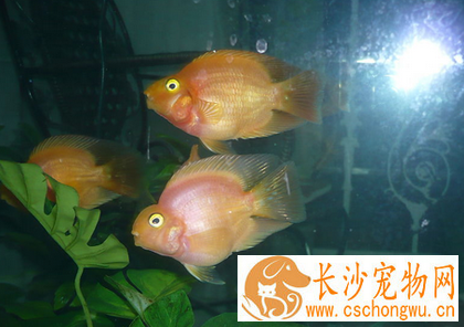 鹦鹉鱼白点病怎么治 季节变化时节易发生
