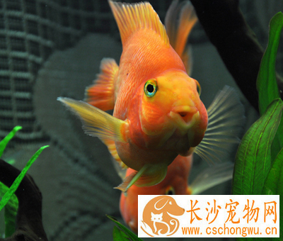 鹦鹉鱼水霉病怎么治 注意及时的治疗