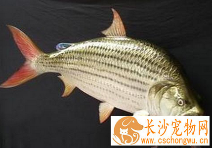 虎鱼有哪些常见病 要做好疾病的预防工作