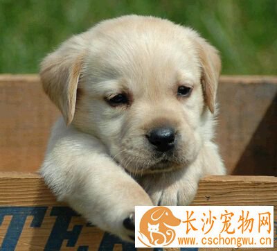  狗怕强光吗 要留意狗狗是否得了狂犬病