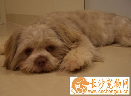 拉萨犬的养护常识 需防范狗狗得皮肤病