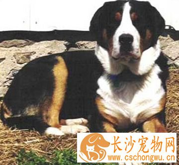 大瑞士山地犬的养护常识 疾病预防