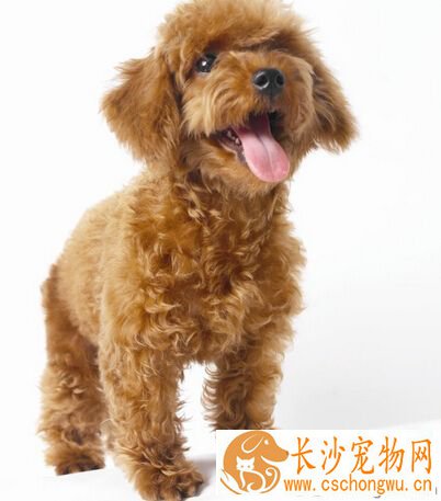 狗身上有皮肤病 狗狗真菌的处理