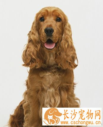 狗身上有味怎么办 洗澡太频繁会致皮肤病