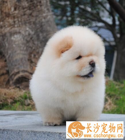 狗身上有没有禽流感 禽流感是飞禽类的疾病