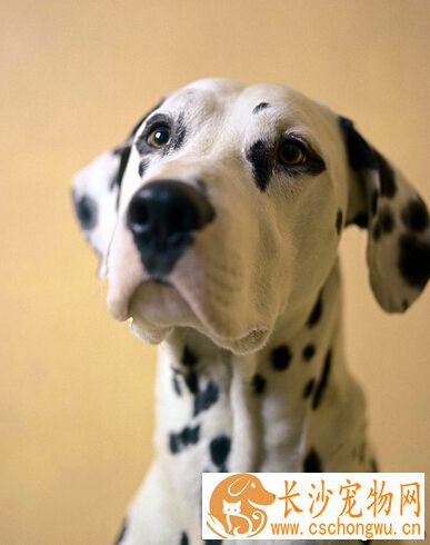 为什么狗怕太阳光呢 狂犬病早期也会怕光