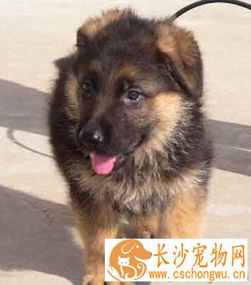 德国牧羊犬皮肤病 犬的皮肤病发病率高