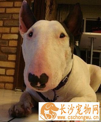 牛头梗皮肤病 别让狗长期处于上火状态