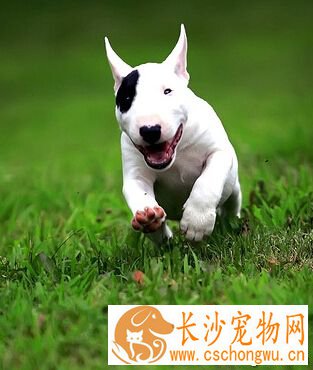 牛头梗好养么 容易得心胀病