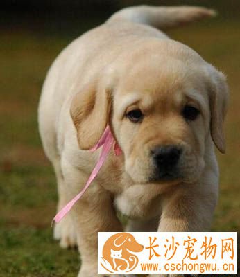 拉布拉多皮肤病 保持家庭环境的清洁
