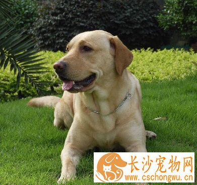 拉布拉多犬掉毛吗 有些是病理性掉毛